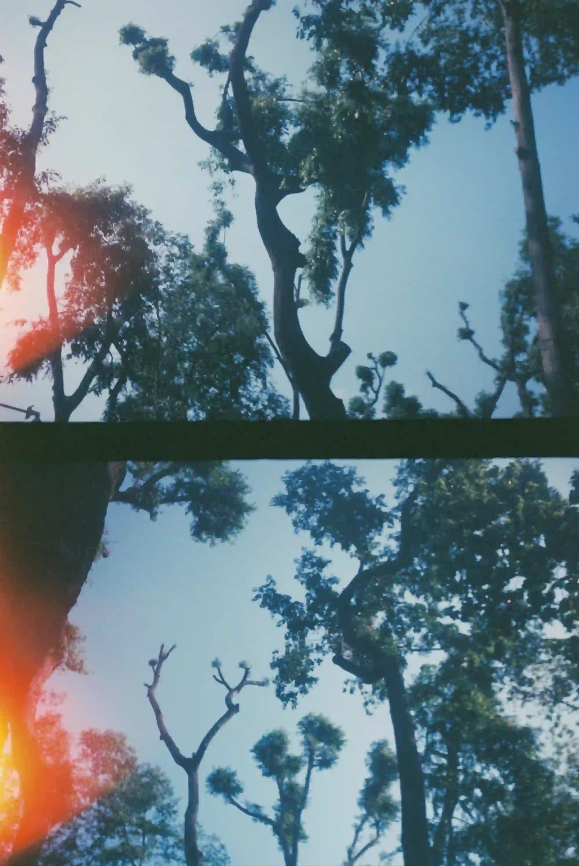 Analogue double-frame film photograph looking up through tree branches into blue sky, with an orange light leak.